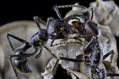 bullet ant queen