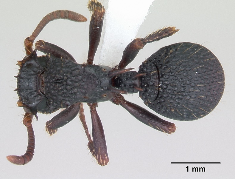 File:Ankylomyrma coronacantha casent0406734 dorsal 1.jpg