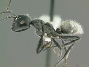 Calomyrmex albertisi hal.jpg