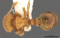 Calyptomyrmex brevis casent0900986 d 1 high.jpg