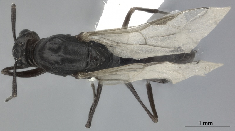 File:Camponotus gasseri casent0246002 d 1 high.jpg