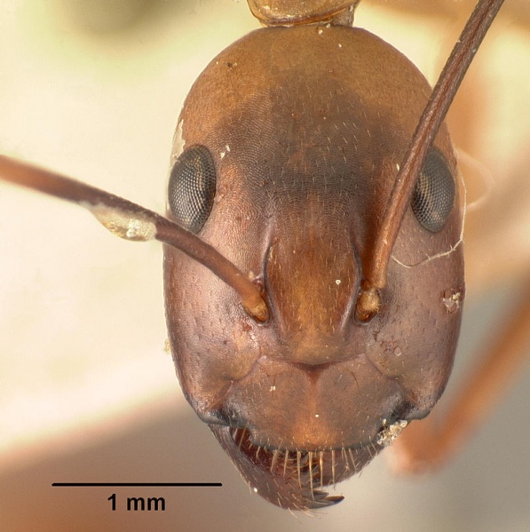 File:Camponotus maculatus casent0101339 head 1.jpg