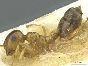 Crematogaster luctans casent0912808 p 1 high.jpg