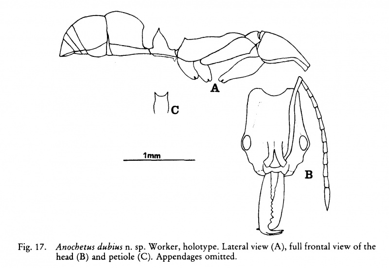 File:De Andrade 1994c-16Fig17.jpg