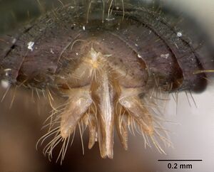 Lasius umbratus casent0173145 profile 3.jpg