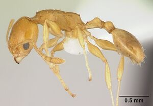 Nesomyrmex madecassus casent0189276 profile 1.jpg