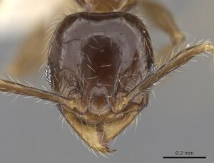 Pheidole elisae casent0281690 h 1 high.jpg