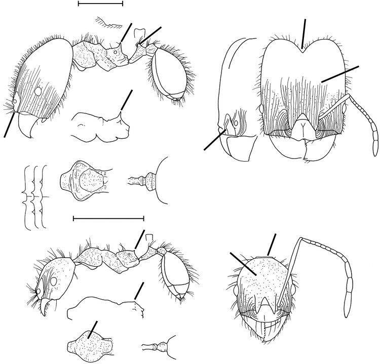 Pheidole schwarzmaieri - AntWiki