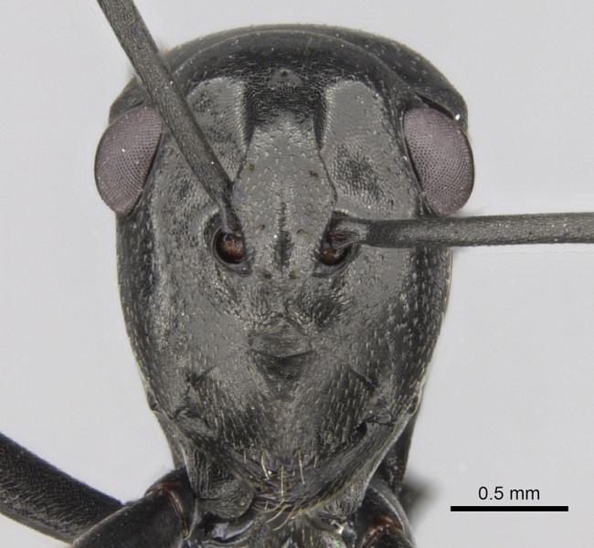 File:Polyrhachis scissa casent0281343 h 1 high.jpg