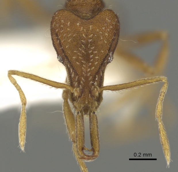 File:Strumigenys stenorhina casent0900840 h 1 high.jpg