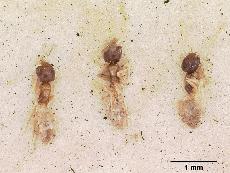 File:Tapinoma fragile casent0102974 dorsal 2.jpg