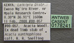 Tapinoma luteum casent0178241 label 1.jpg