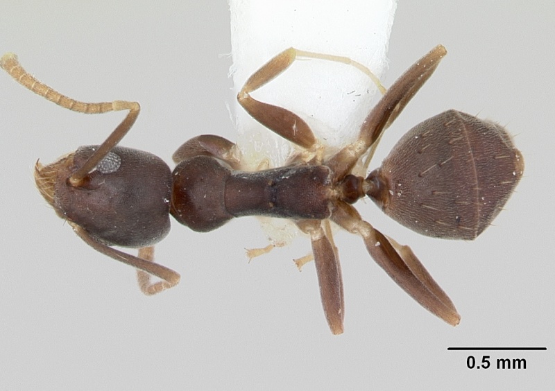 File:Technomyrmex vitiensis casent0172776 dorsal 1.jpg