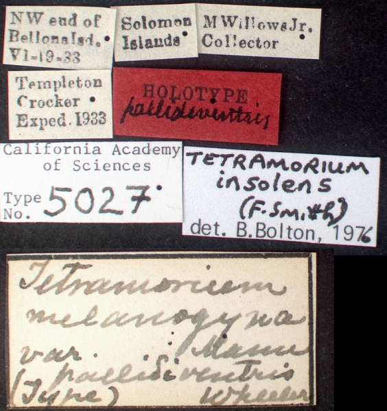 File:Tetramorium insolens castype05027 label 1.jpg