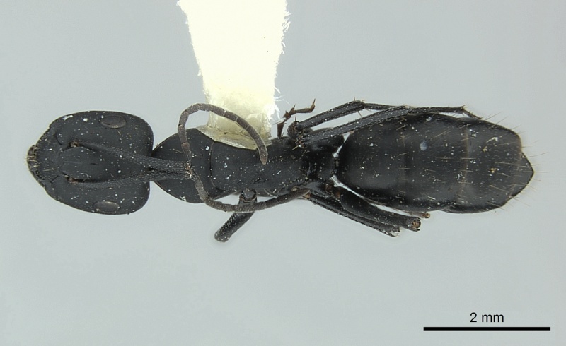 File:Camponotus bruchi casent0217615 d 1 high.jpg