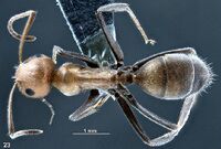 Camponotus concurrens holotype F23.jpg