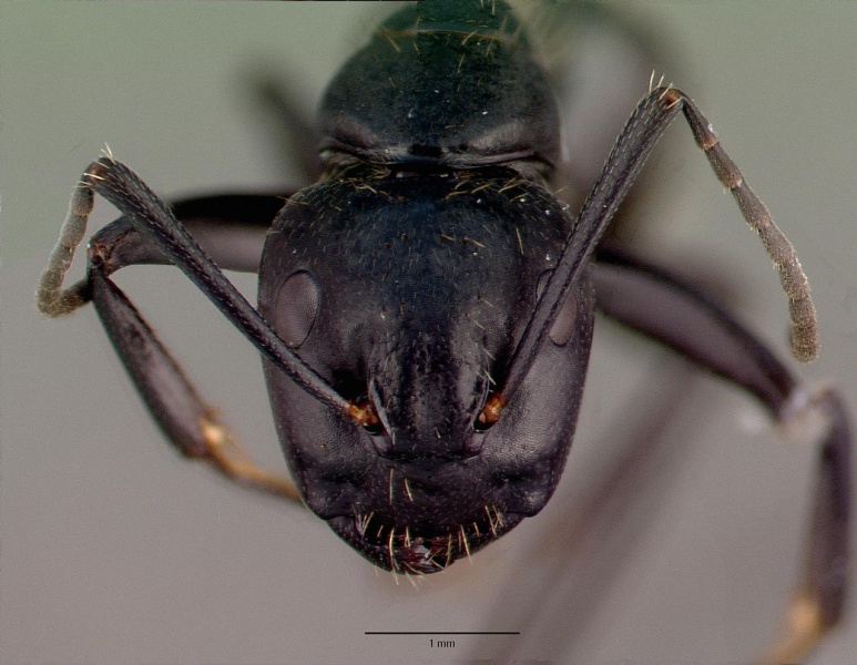 File:Camponotus vagus casent0008640 head 1.jpg