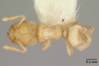 Cladomyrma maschwitzi casent0173898 dorsal 1.jpg