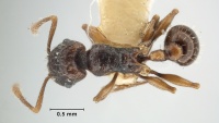 MCZ-ENT00032267 Tetramorium andrynicum had.jpg