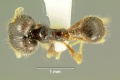 Pheidole-sauberiD4.jpg