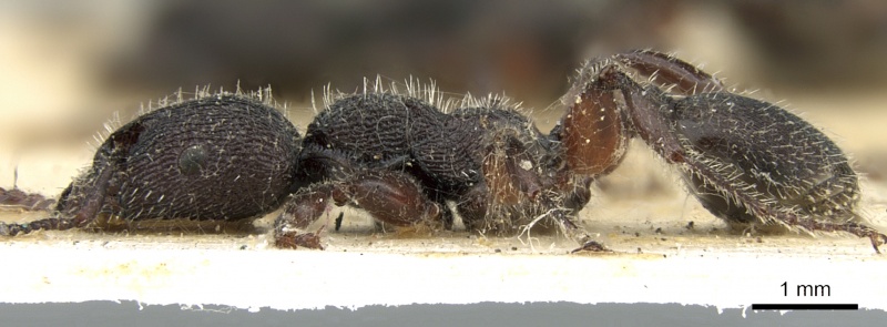 File:Podomyrma inermis casent0906190 p 1 high.jpg