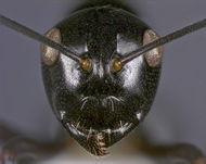 Polyrhachis aporema head 50-Antwiki.jpg
