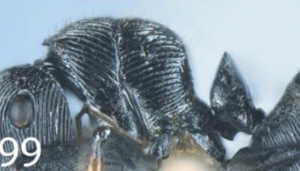 Polyrhachis retusa P.png