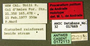 Proceratium politum casent0172113 label 1.jpg