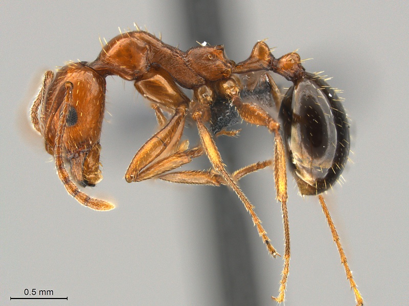 File:Aphaenogaster-uinta-MCZ001L.jpg