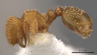 Calyptomyrmex brevis casent0900986 p 1 high.jpg