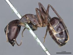 Camponotus congolensis casent0905310 p 1 high.jpg