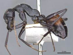 Camponotus versicolor casent0903549 p 1 high.jpg