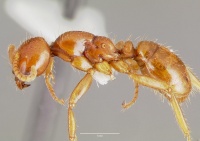 Cheliomyrmex morosus casent0003202 profile 1.jpg