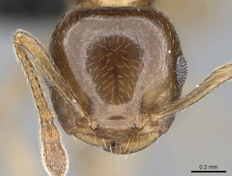 File:Crematogaster alafara casent0492837 h 1 high.jpg