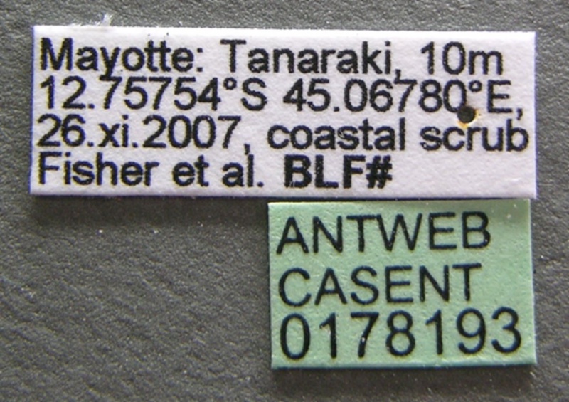 File:Crematogaster maina casent0178193 l 1 high.jpg