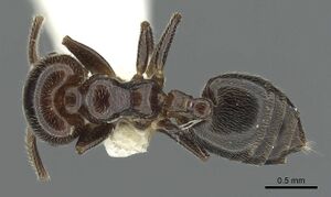 Crematogaster wellmani casent0902059 d 1 high.jpg