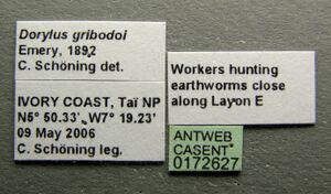 Dorylus gribodoi casent0172627 label 1.jpg
