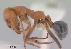 Iridomyrmex rufoinclinus side view