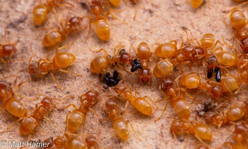 Lasius flavus with with root aphid eggs. Great Orme, Wales, U.K. Photo by Matt Hamer.