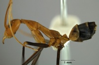 Leptomyrmex darlingtoni side view