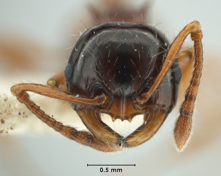 File:MCZ-ENT00031154 Pristomyrmex wheeleri hef.jpg