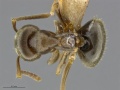 Mcz-ent00520085-Lasius-alienus-worker-had.jpg