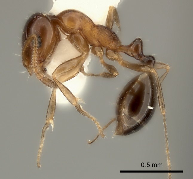 File:Monomorium stictonotum casent0217890 p 1 high.jpg