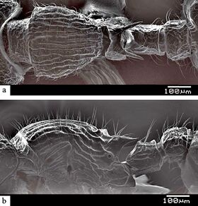 Myrmecina sundanica F45ab.jpg