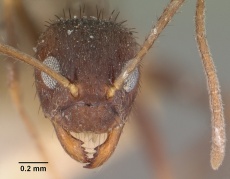 Paratrechina bourbonica casent0101309 head 1.jpg