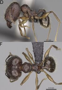 Pheidole veteratrix F60 d f.jpg