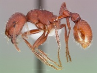 Pogonomyrmex salinus casent0005719 profile 1.jpg