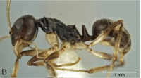 Shattuck & O'Reilly 2013-12Teratomyrmex-substrictus hal.jpg