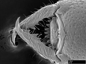 Stigmatomma sakalava casent0017556 h 3 high.jpg