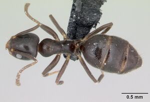 Technomyrmex difficilis casent0419034 dorsal 1.jpg